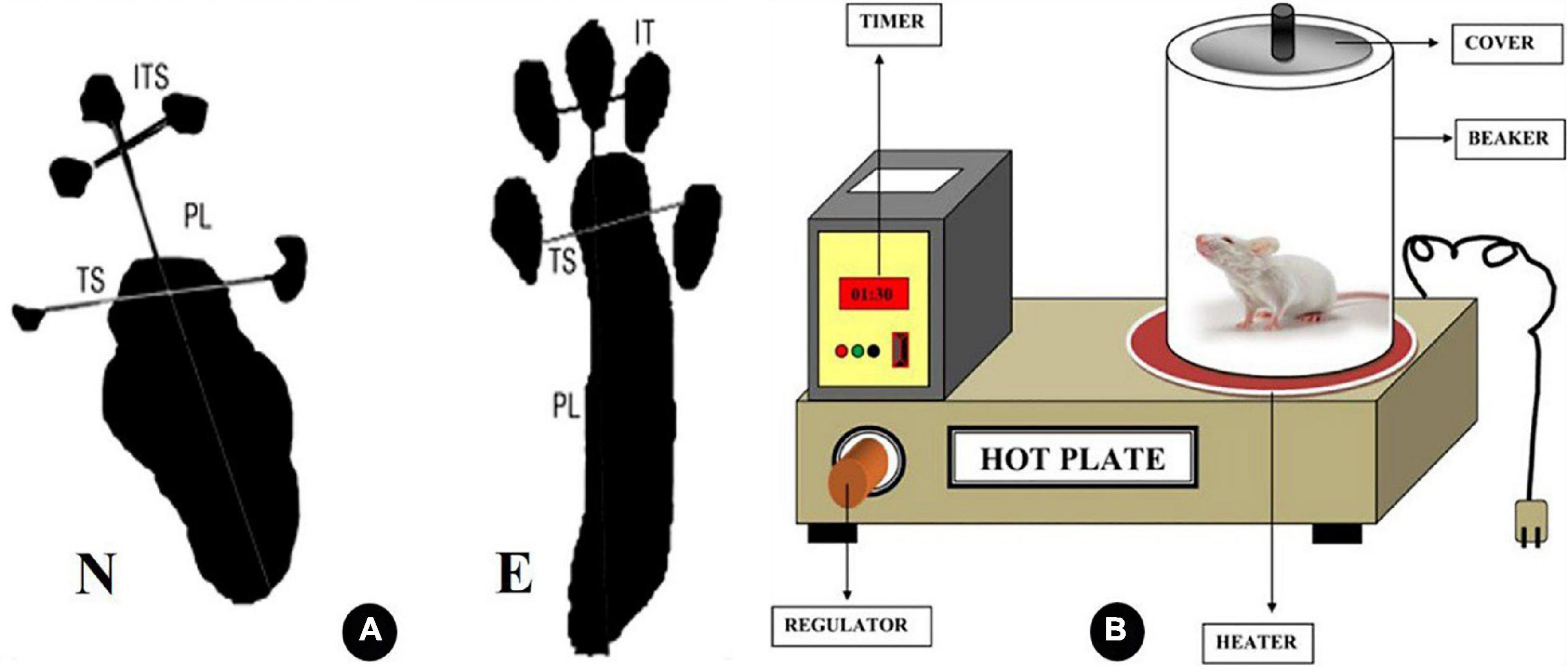 Comparative neuroprotective effects of Cerebrolysin, dexamethasone, and ascorbic acid on sciatic nerve injury model: Behavioral and histopathological study